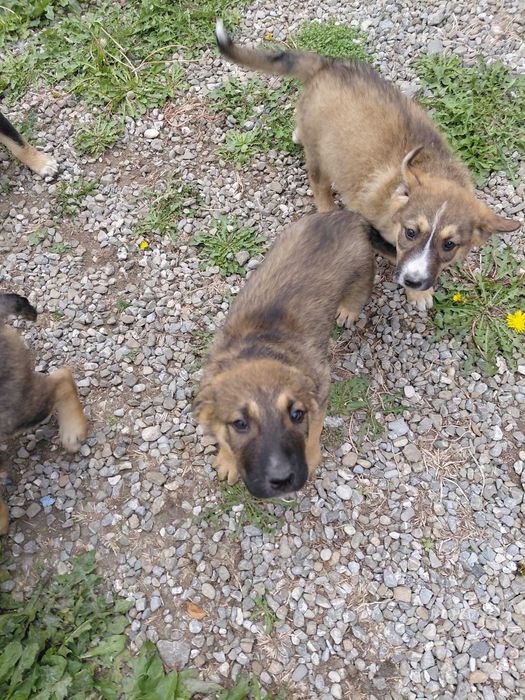 Donez catelusi, baietei si fetite de 2 luni, talie medie