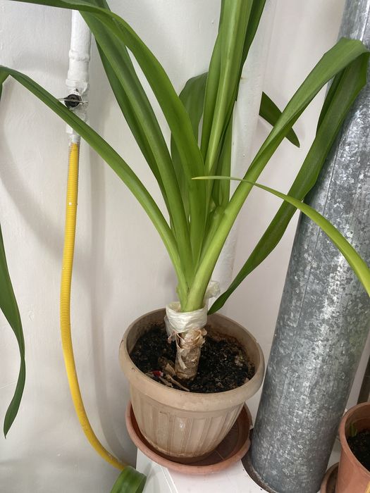 Цветы домашние.