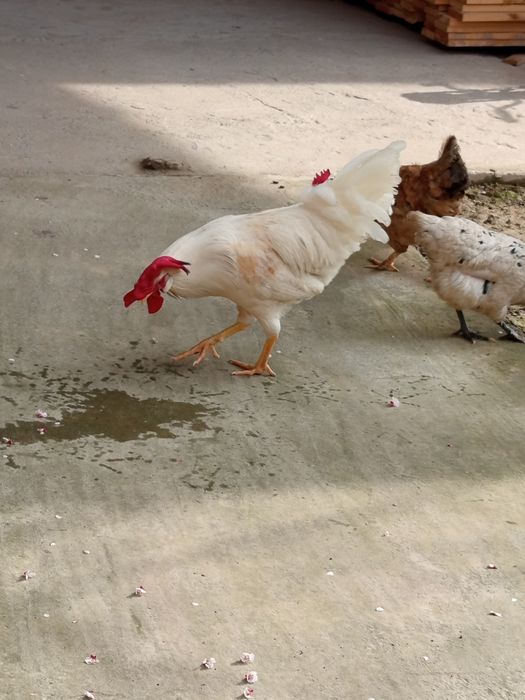 Ок хурозлар 150000сум