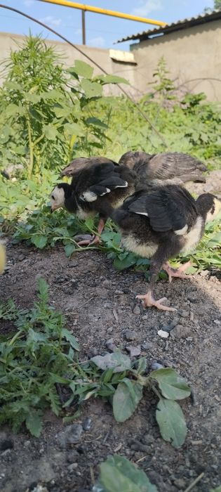 Продам индюшат домашних