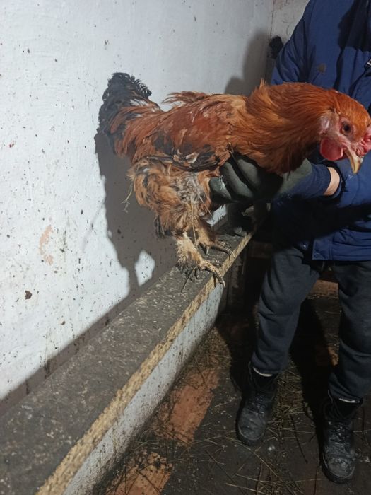 Петушок молодой...