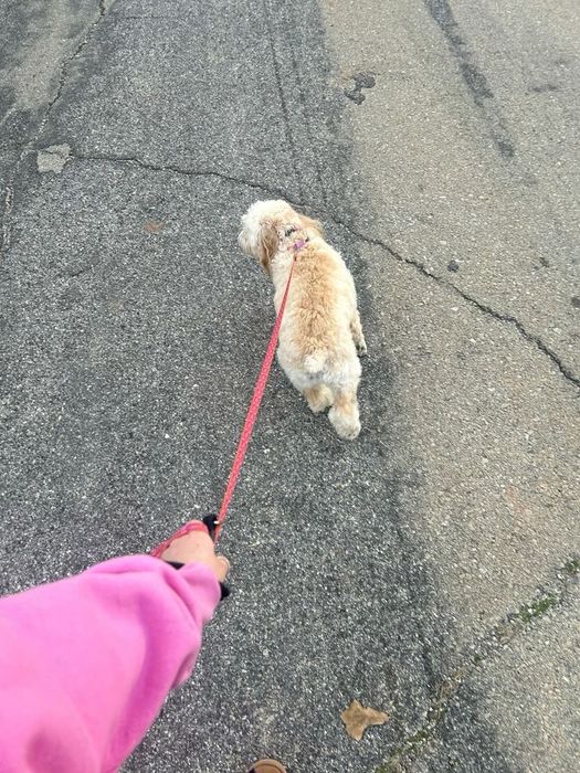 Plimbare Catei Bucuresti