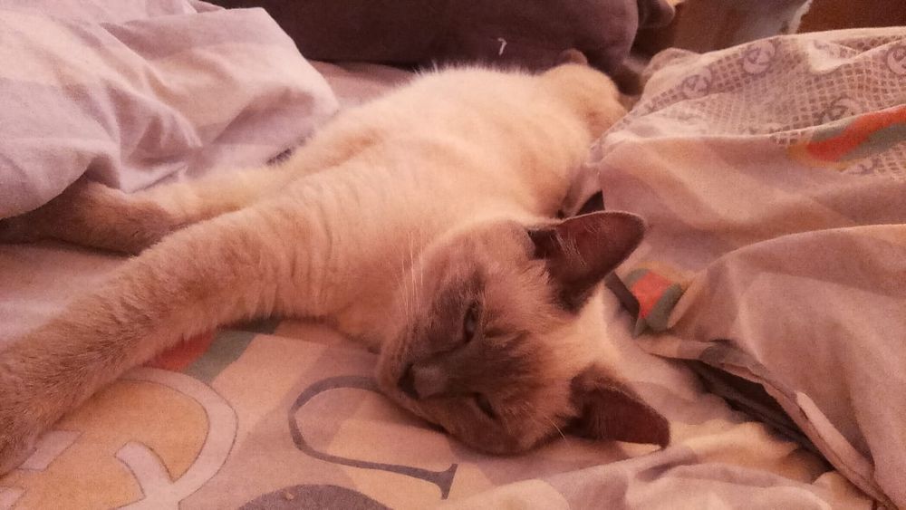 Отдам кота в хорошие руки