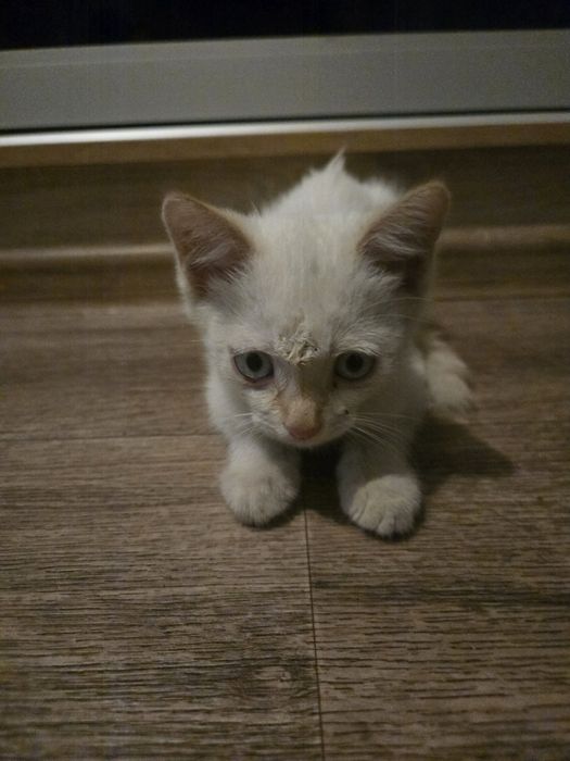 Отдаются милые котята в добрые руки