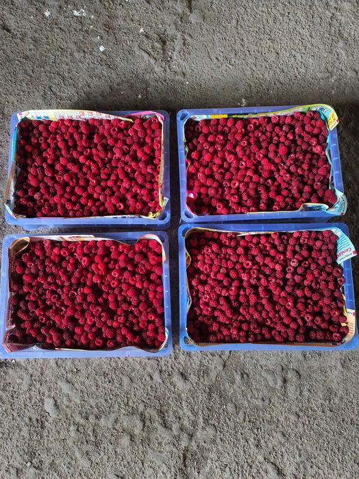 Продам домашнюю малину