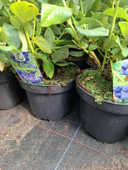 Американска боровинка в саксия вече в плододаване