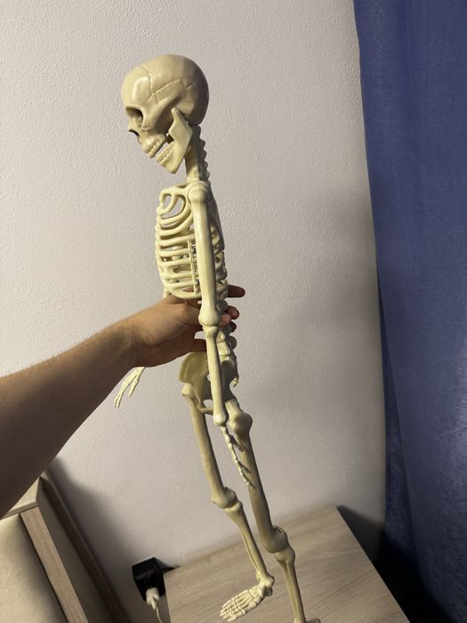 Schelete uman plastic dur