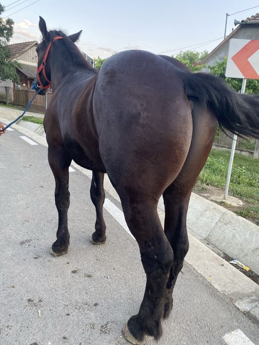 Vand manz sau schimb cu auto