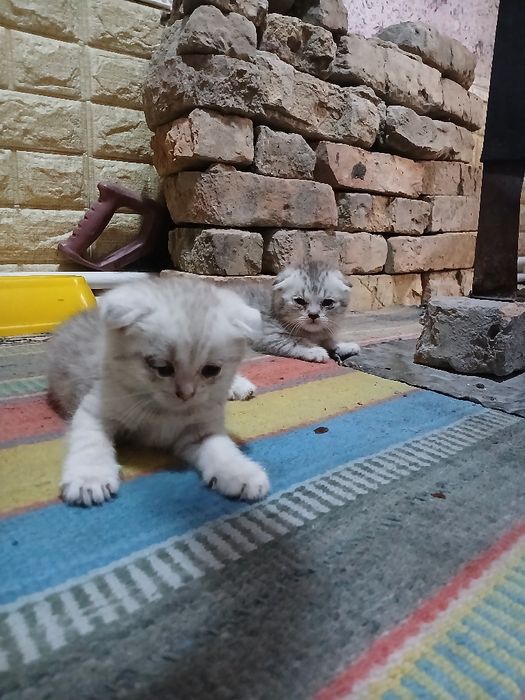 Zotli Mushuk Bollari Sotiladi