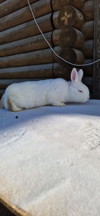 Продам кроликов 3самки 1 самец