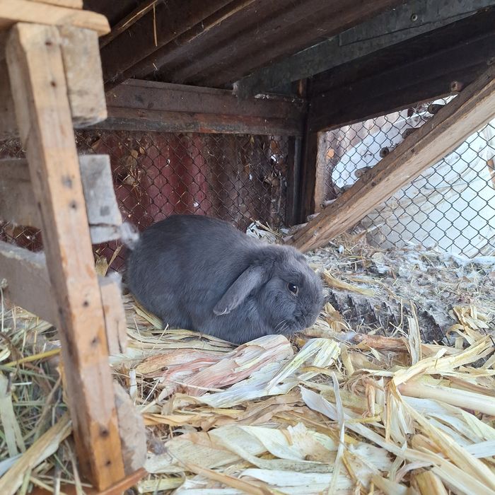 Продаю кролика декоративного