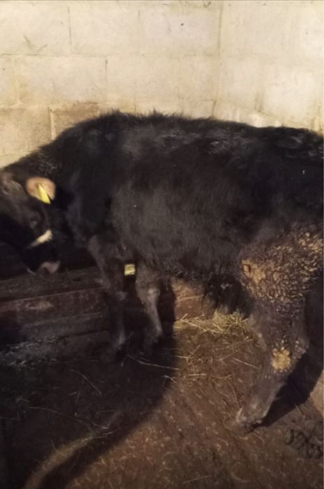 2 бұқа сатылады