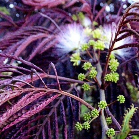 Albitia (Summer Chocolate )