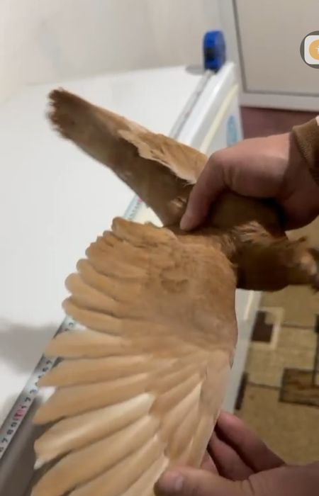 Продам голубей...