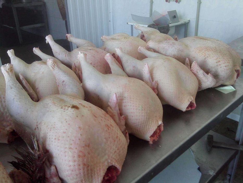 Домашняя индейка