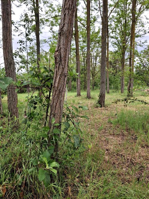 Продава се Парцел в Добрич, Център - 1150 кв.м за 61 €/кв.м - Снимка #3