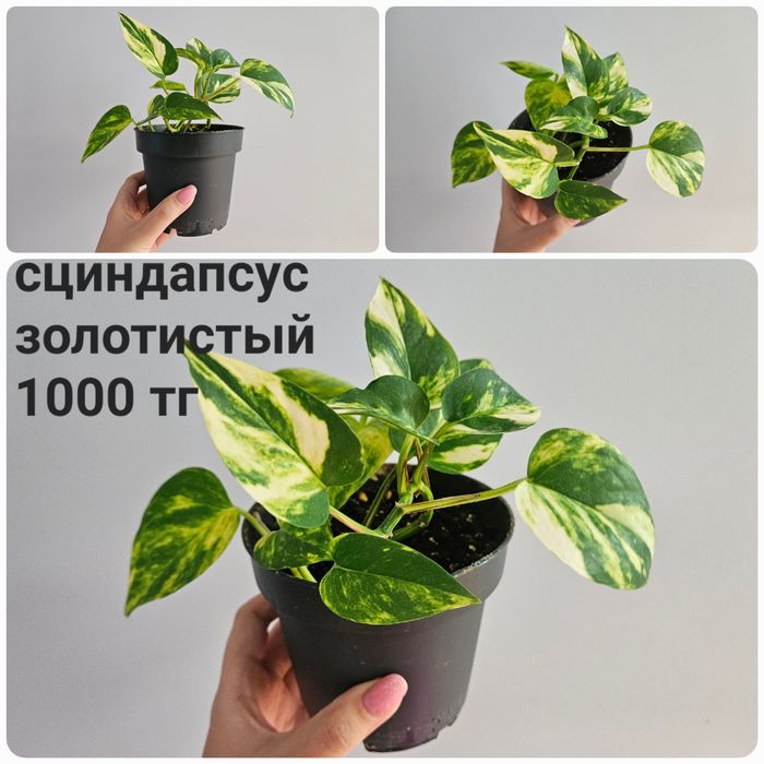Сциндапсус, эпипренум, фил лайм