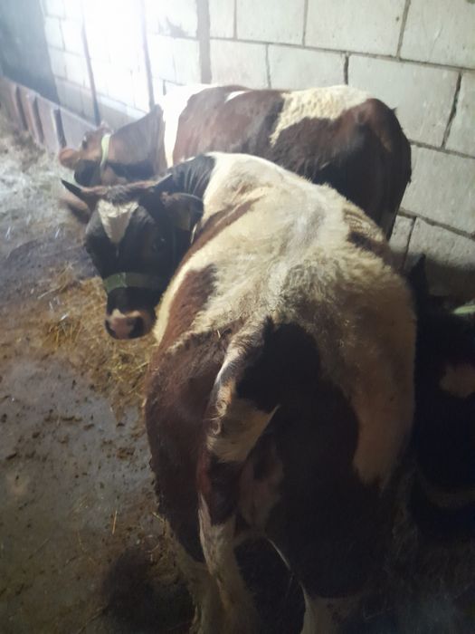 Vand vaca și vițele