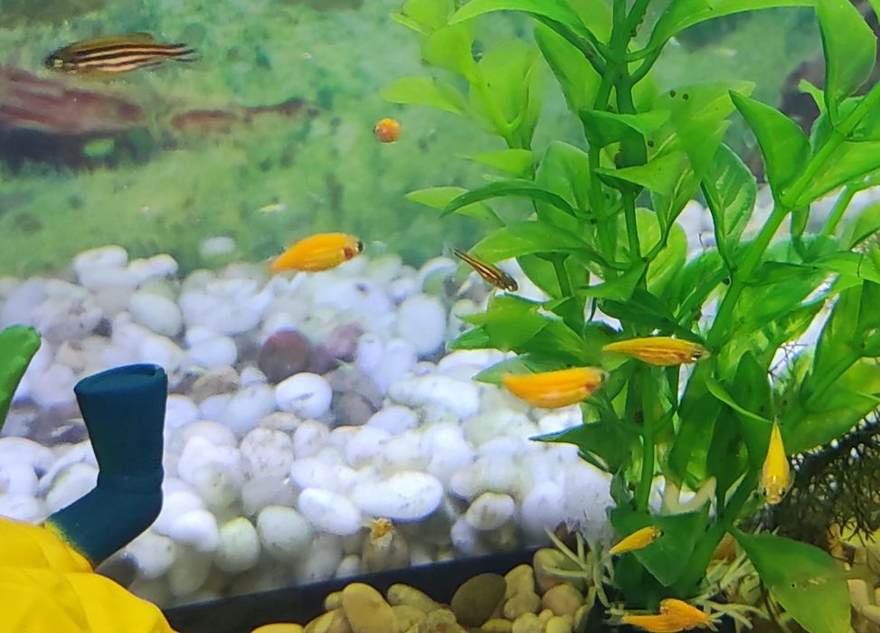 Аквариумные рыбки