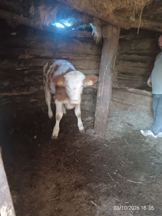 Vând vițele prețul se face la telefon
