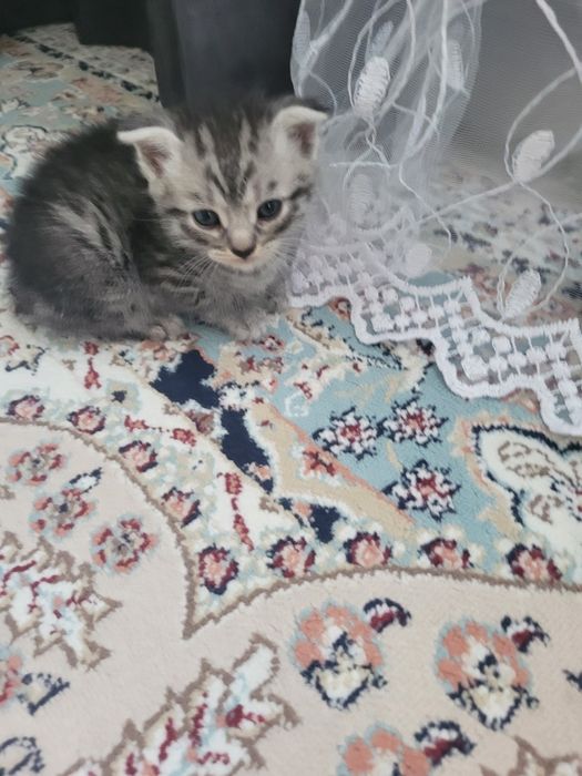 Продам породистых котят