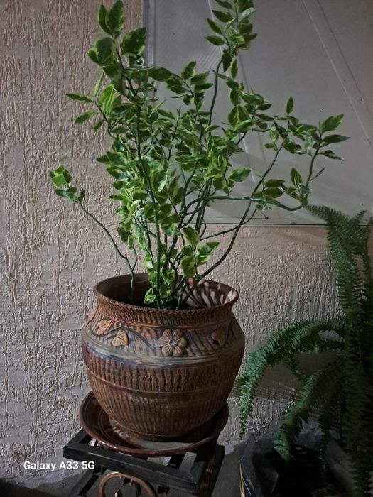 Продаётся педилантус мраморный в большом керамическом горшке