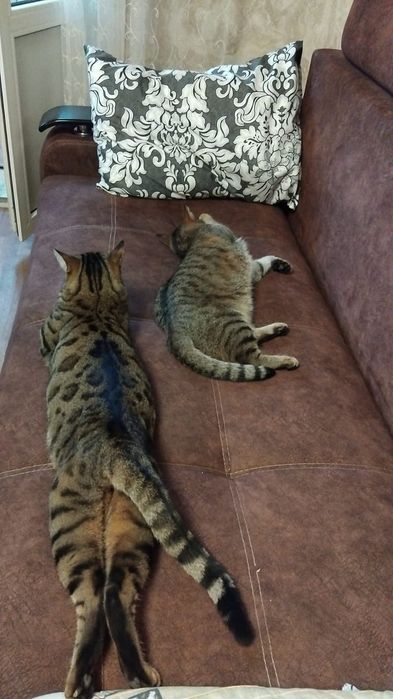 Отдам кота в добрые руки бесплатно