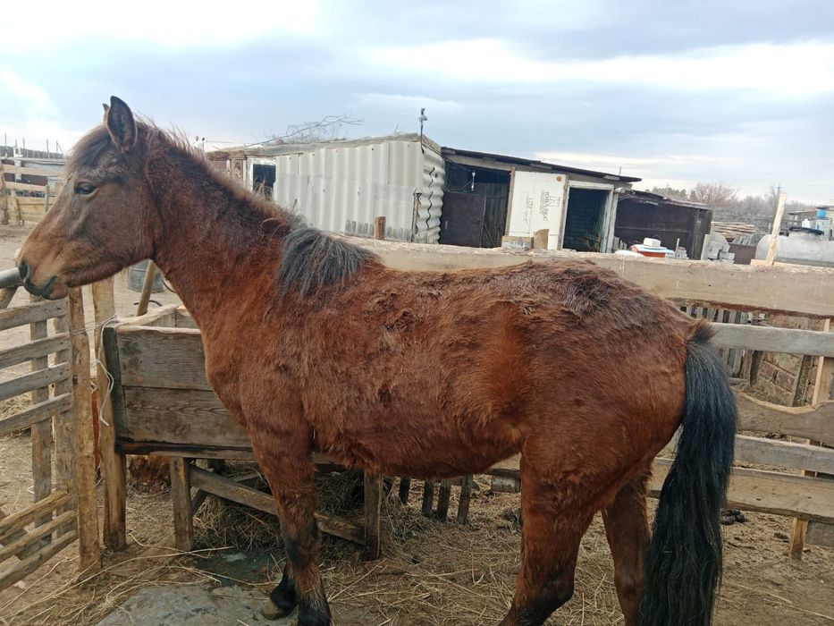 Қой, жылқы, тайынша