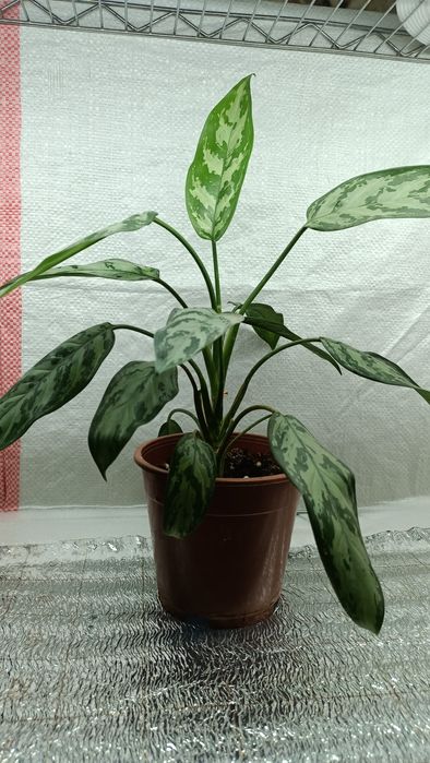 Цветы комнатные разные