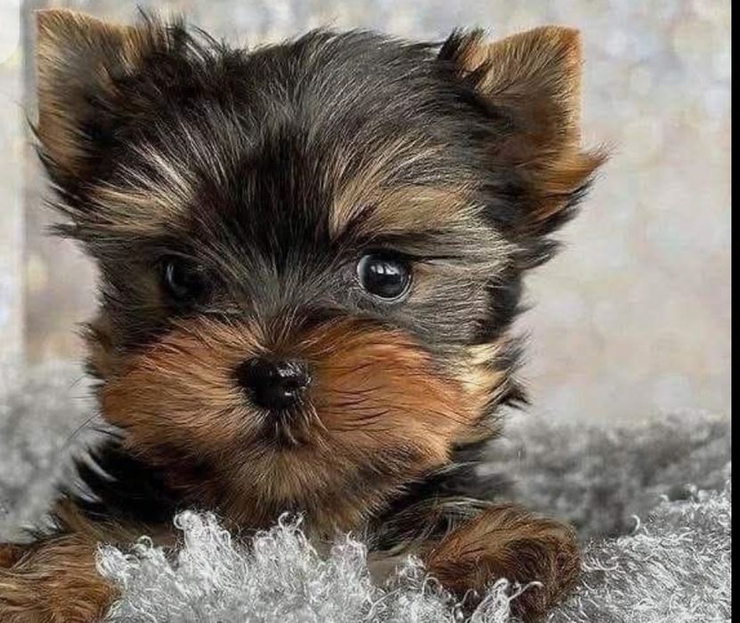 Йорки мини момче и момиче