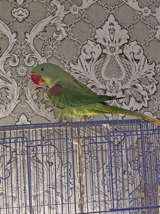 Продается Александрийский попугай