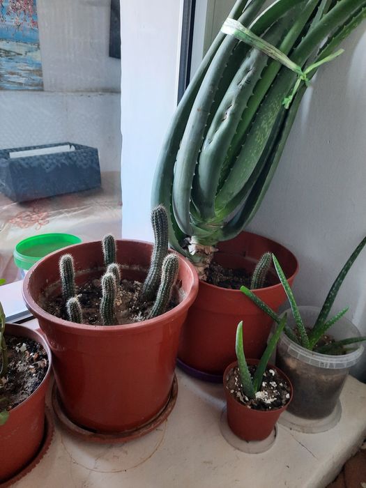 Продам цветы алоэ и кактуса