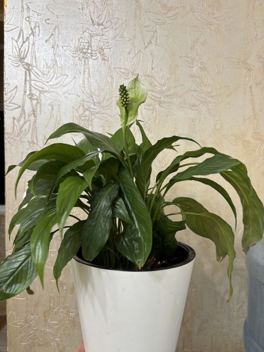 Спатифиллум (Женское счастье)