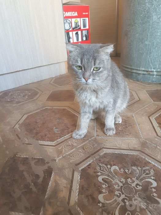 Котята бесплатно