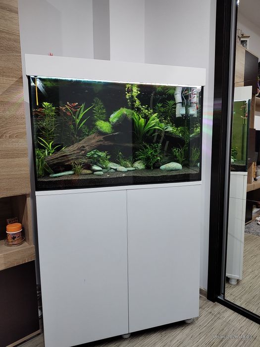 Plante, pești și decor acvariu