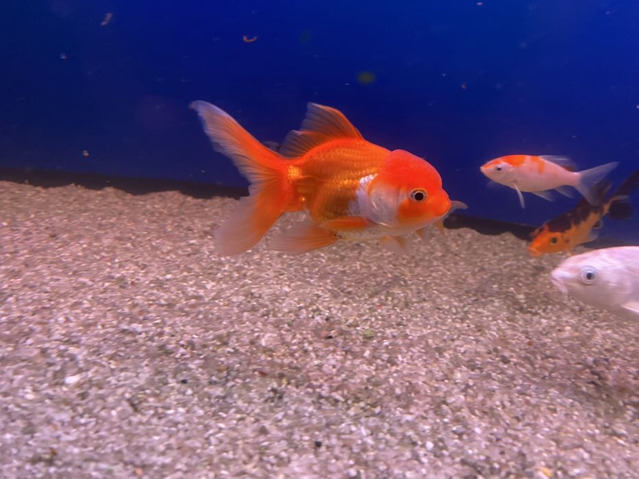 Продаются золотые рыбки