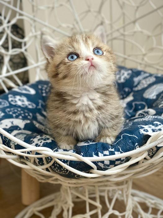 Голубоглазый манчкин