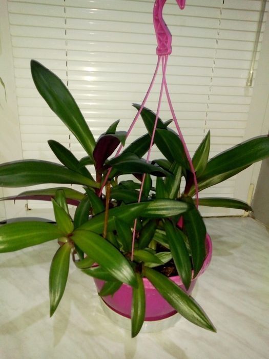 Традесканция рео,кротон,драцена фраганс,кливия,сенсевиера и др.