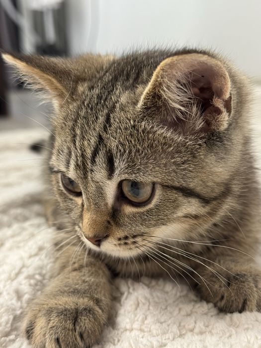 Скотиш-страйт, 3 месяца, мальчик