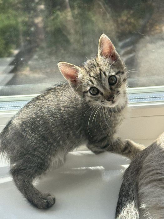 Отдам котят бесплатно