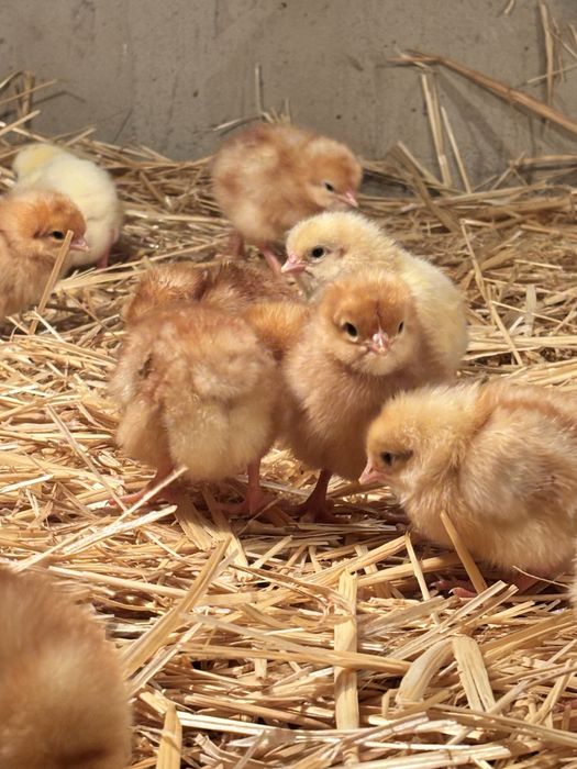 Инкубация всех видов яиц