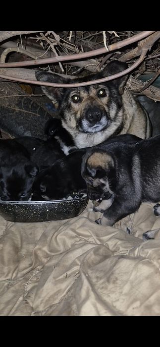 Отдам замечательных щенков