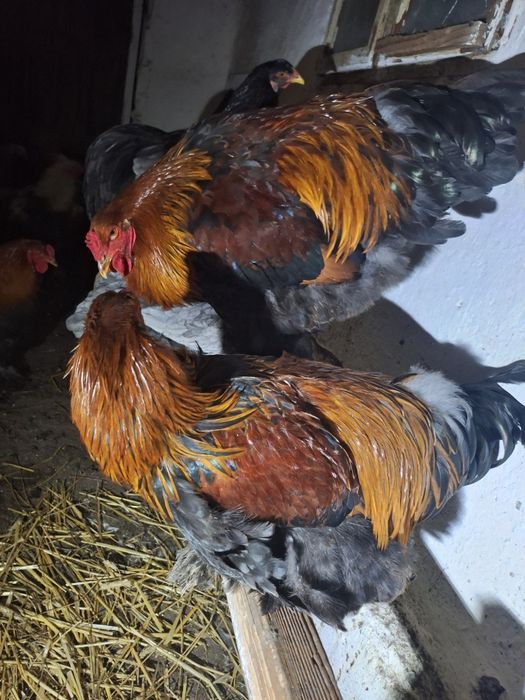 Cocoși Brahma  tineri