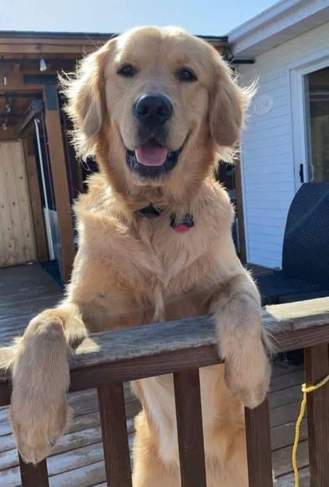 Голдън ретривър момченце родословен баща