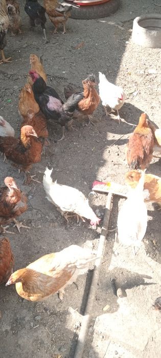 продам куриц и питуха