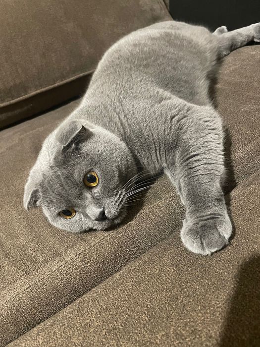 Шотландска клепоуха късокосместа