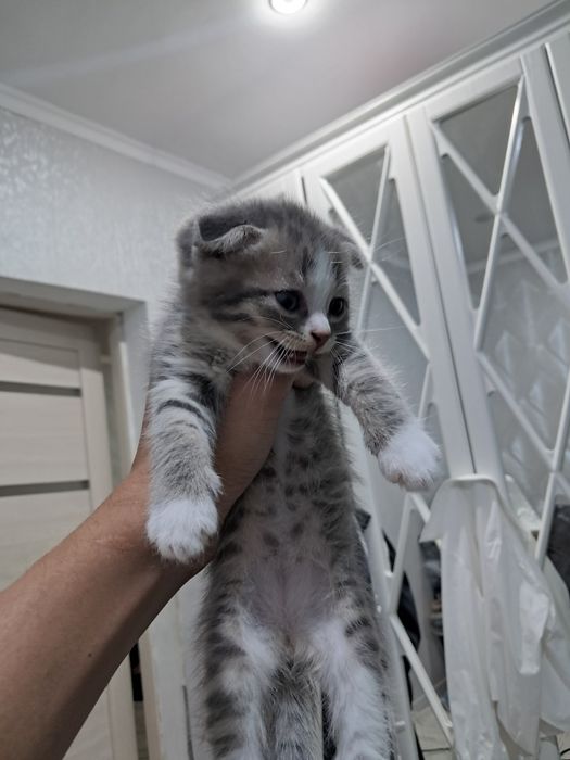 Катёнок шатланскйи вислаухи