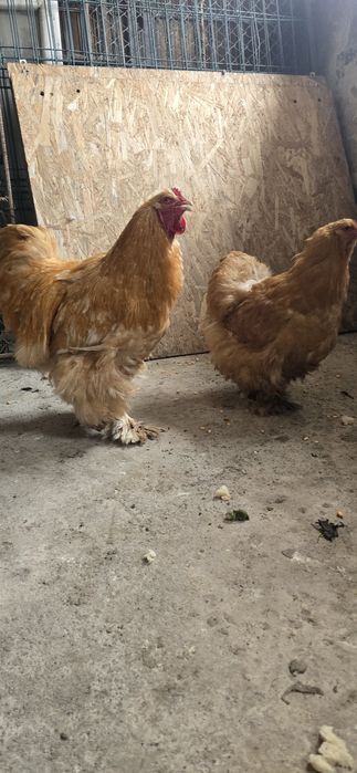 pereche cochinchina urias