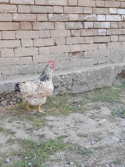 Brama  ho'roz qora mramr ho'roz 250min tovuqlar150 min