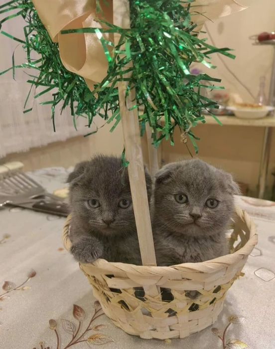 Вислоухий котенок